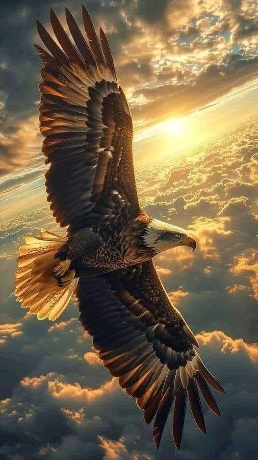 An eagle represents vision