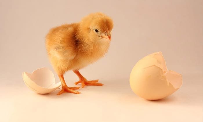 Dính Chấp Vào Một Chiều Sẽ Không Thấy Được Chiều Khác Sâu Hơn 
